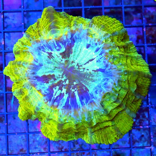 5.5x5.5  ACANTHOPHYLLIA CORAL - HANDPICKED SHOW PIECE MULTICOLORED ACANTHOPHYLLIA CORAL