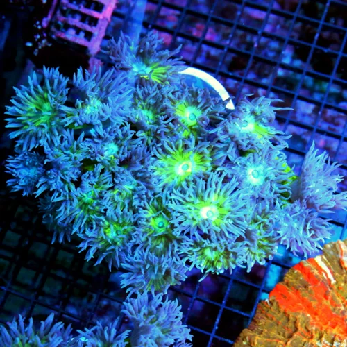 6x5 DUNCAN CORAL - AWESOME ULTRA COLORED ULTRA GRADE DUNCAN CORAL COLONY