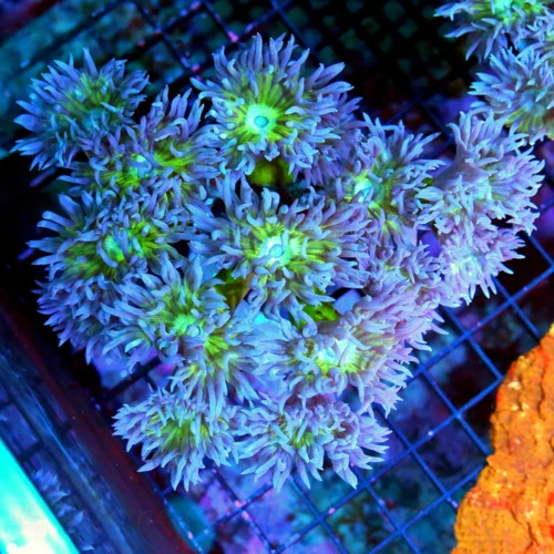 5.5x.5 DUNCAN CORAL - AWESOME ULTRA COLORED ULTRA GRADE DUNCAN CORAL COLONY