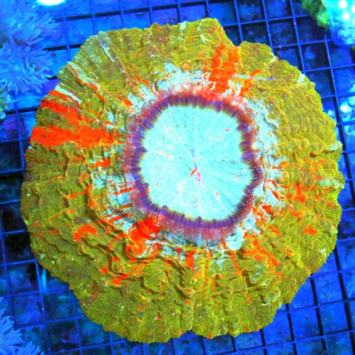 8x8 ACANTHOPHYLLIA CORAL - HANDPICKED COLLECTOR'S ITEM ORANGE STRIPPED GOLD/ORANGE