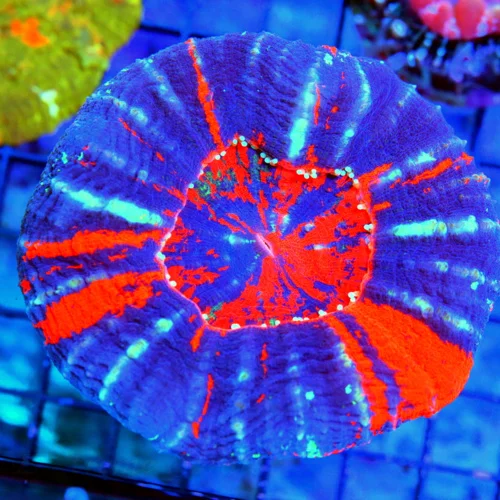 4.5x4.5 XXL SCOLYMIA CORAL - OUTSTANDING WAR PAINT ULTRA COLORED SCOLYMIA CORAL