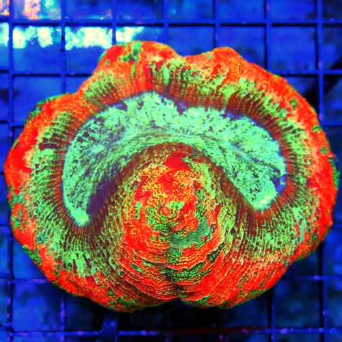 5.5x4.5 WELLSOPHYLLIA CORAL - ULTRA COLORED ULTRA GRADE RAINBOW WELLSOPHYLLIA CORAL