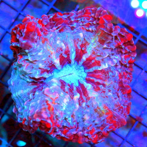 5x5 INDOPHYLLIA CORAL - HANDPICKED BY SCOTT ULTRA COLORED ULTRA GRADE INDOPHYLLIA CORAL