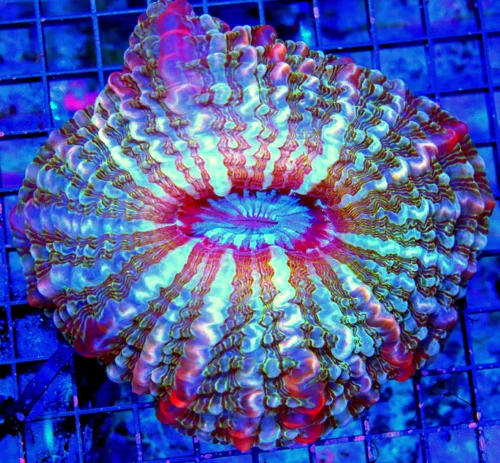 6x5 INDOPHYLLIA CORAL - HANDPICKED BY SCOTT ULTRA COLORED ULTRA GRADE INDOPHYLLIA CORAL