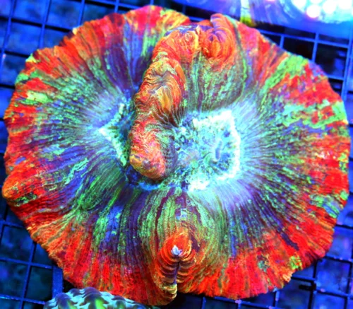 6x5.5 WELLSOPHYLLIA CORAL - ULTRA COLORED ULTRA GRADE RAINBOW WELLSOPHYLLIA CORAL