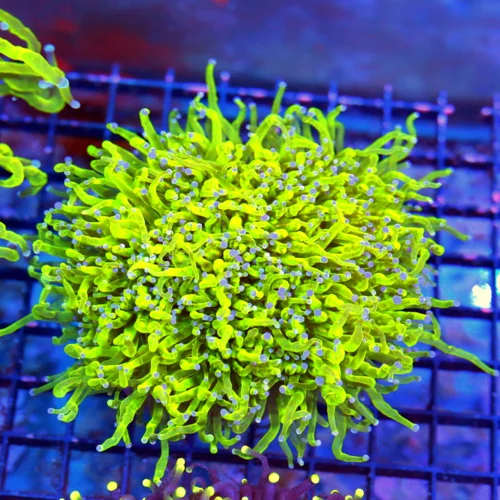 5.5x5.5 TORCH CORAL - ULTRA GRADE ULTRA COLORED COTTON CANDY TORCH CORAL