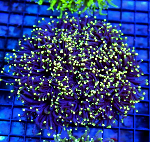 6.5x6.5 TORCH CORAL - OUTSTANDING ULTRA GRADE ULTRA COLORED BLACKLIGHT TORCH CORAL