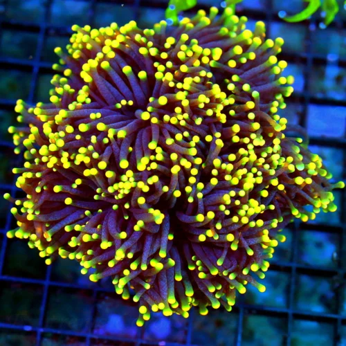 5.5x5.5 TORCH CORAL - ULTRA SHOWPIECE ULTRA ULTRA COLORED PURPLE AND GREEN TIPPED TORCH CORAL