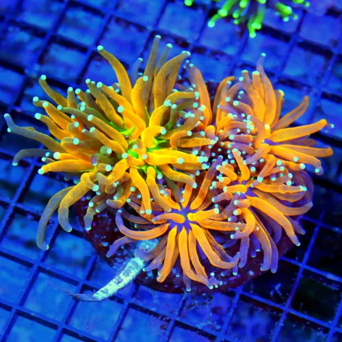 5.5x5.5 TORCH CORAL - LARGEST TIGER TORCH WE'VE EVER HAD COLLECTOR'S ITEM TORCH CORAL