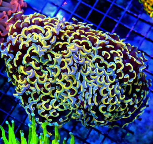 7x5.5 HAMMER CORAL - MULTICOLORED BLUE TIPPED ULTRA GRADE HAMMER CORAL