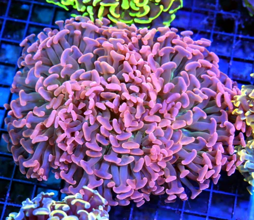6.5x5.5 HAMMER CORAL - SUPER PEACH GOLD ORANGE AND GREEN MULTICOLORED SUPER GRADE HAMMER CORAL