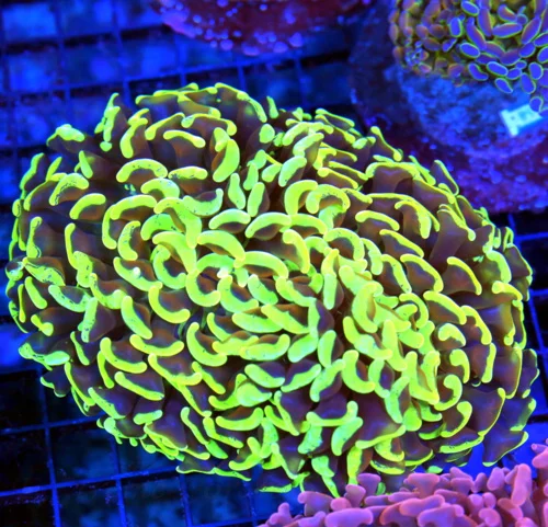 6x5.5 HAMMER CORAL - GLOW IN THE DARK BLUE PAINTED SUPER ULTIMATE HAMMER CORAL