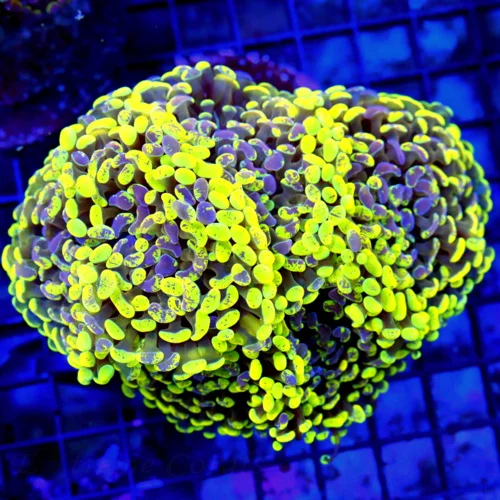 5.5x5.5 BRANCHING HAMMER CORAL - ULTRA COLORED LEMON LIME GREEN AND PURPLE SPLATTERED BRANCHING HAMM