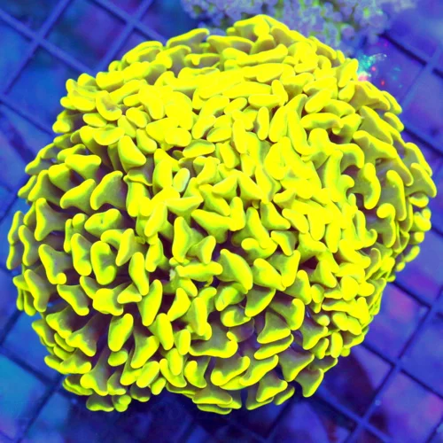 5x5 BRANCHING HAMMER CORAL - ULTRA NEON YELLOW ULTRA GRADE THREE HEADED BRANCHING HAM
