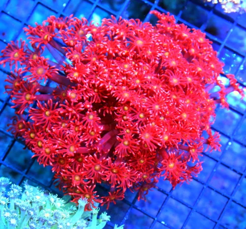 5.5x5.5 GONIOPORA CORAL - ULTRA COLORED CHERRY BOMB RED YELLOW EYED GONIOPORA CORAL