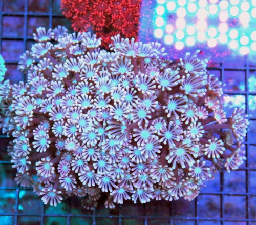 5.5x5 GONIOPORA CORAL - ULTRA GRADE NEON BLUE EYED GONIOPORA CORAL