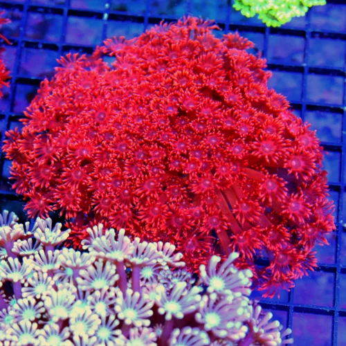 5.5x5.5 GONIOPORA CORAL - ULTRA COLORED FIRECRACKER RED SUPER NEON BLUE EYED GONIOPORA