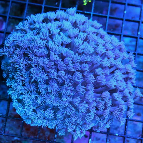 5.5x5.5 GONIOPORA CORAL - INCREDIBLE ULTRA ULTRA PURPLE ULTRA GRADE GONIOPORA CORAL