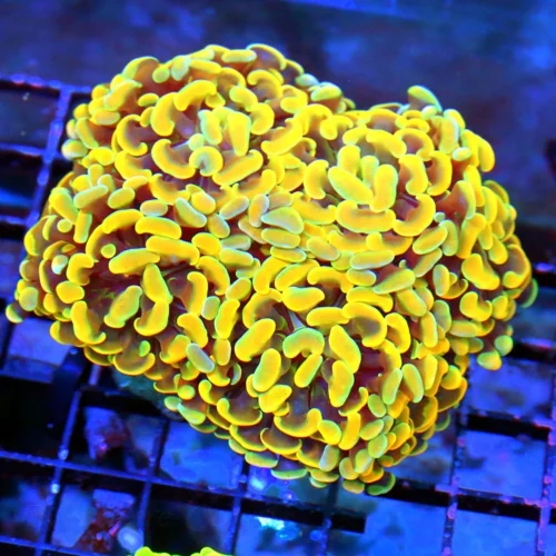 5.5x5 BRANCHING HAMMER CORAL - ULTRA COLORED NEON HIGHLIGHTER YELLOW BRANCHING HAMMER CORAL