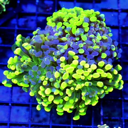 5x5 BRANCHING HAMMER CORAL - GLOW IN THE DARK BEST OF THE YEAR SHOWPIECE HAMMER CORAL