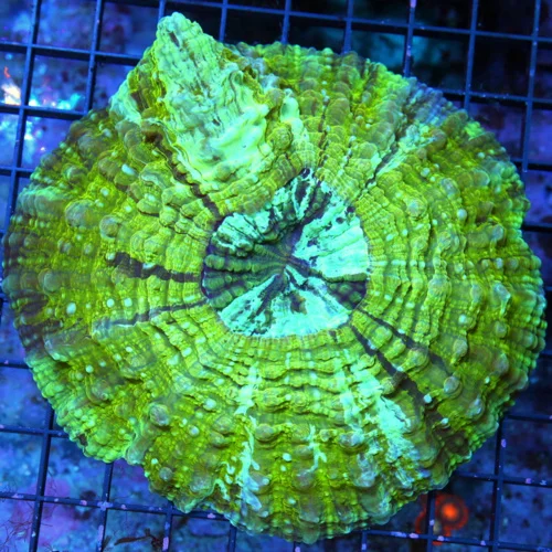 5.5x5.5 ACANTHOPHYLLIA CORAL - MULTICOLORED GREEN PURPLE BLUE YELLOW ACANTHOPHYLLIA CORAL