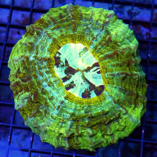 5.5x5.5 ACANTHOPHYLLIA CORAL - VERY VERY NICE ULTRA GRADE MULTICOLORED ACANTHASTREA CORAL