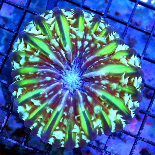 4.5x4.5 CYNARINA CORAL - BEAUTIFUL ULTRA GRADE SPECTACULAR GOLD YELLOW AND BLUE CYNARINA