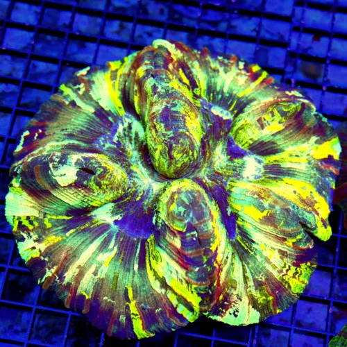 6.5x6.5 GIANT WELLSOPHYLLIA CORAL - ULTRA ULTRA GRADE WELLSOPHYLLIA RAINBOW CORAL