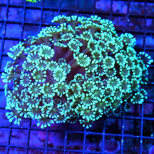 5.5x5 GONIOPORA CORAL - ONE OF A KIND SUPER SUPER BLUE TENTACLENED ALIEN EYED GONIOPORA CORAL