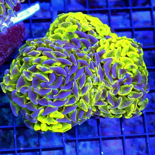 5x4.5 HAMMER CORAL - SUPER NEON NEON GREEN AND PURPLE ULTRA GRADE HAMMER CORAL