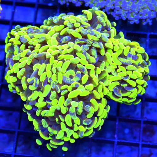 5.5x5.5 COMBO BRANCHING HAMMER CORAL - TOXIC GREEN AND PURPLE MULTICOLORED BRANCHING HAMMER CORAL