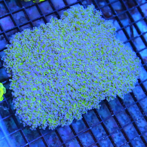 6.5x5.5 GIANT OCTOSPAWN CORAL - WICKED NEON BLUE TIPPED ULTRA COLORED GIANT OCTOSPAWN CORAL