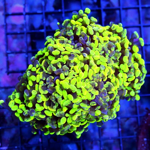 6.5x5 BRANCHING HAMMER CORAL - COMBO SPLATTER NEON GREEN BLUE PURPLE BRANCHING HAMMER CORAL