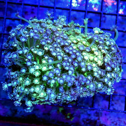 5.5x4.5 SCOTT'S FAVORITE COMBO GONIOPORA CORAL - HANDPICKED COMBO BLUE AND YELLOW GREEN GONIOPORA