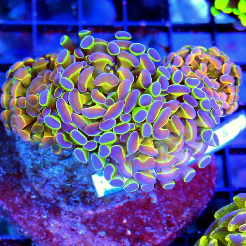 4.5x4 BRANCHING HAMMER CORAL - SUPER ULTRA COLLECTOR'S ITEM HOLOGRAM BRANCHING HAMMER CORAL