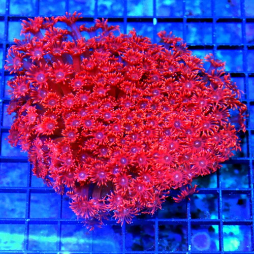 5.5x5.5 GONIOPORA CORAL - ULTRA GRADE BLUE EYED FIRE ENGINE RED GONIOPORA CORAL