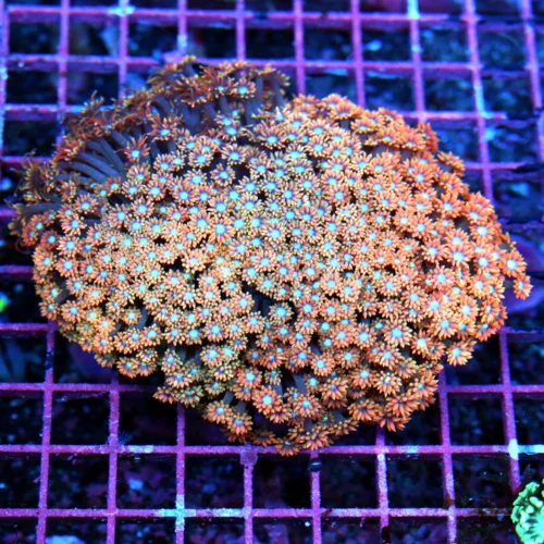 5.5x5 GONIOPORA CORAL - OUTRAGOUS ORANGE ONE OF A KIND ULTRA GRADE GONIOPORA