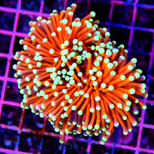 5x4.5 TORCH CORAL - EXTREME CORALS FAMOUS "RADIOACTIVE" MORPH - ONLY SEEN ONE LIKE IT BEFORE