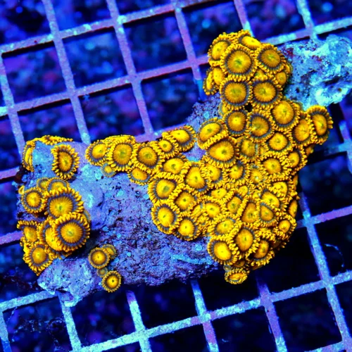 4x3 ZOANTHID CORAL COLONY - ULTRA ULTRA COLROED VERY HARD TO GET YELLOW HORNET ZOANTHID COLONY