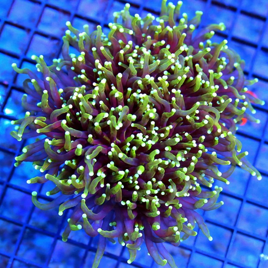 5.5x5.5 TORCH CORAL - PURPLE FADING TO GREEN TENTACLE WHITE TIPPED "BLACKLIGHT" TORCH CORAL