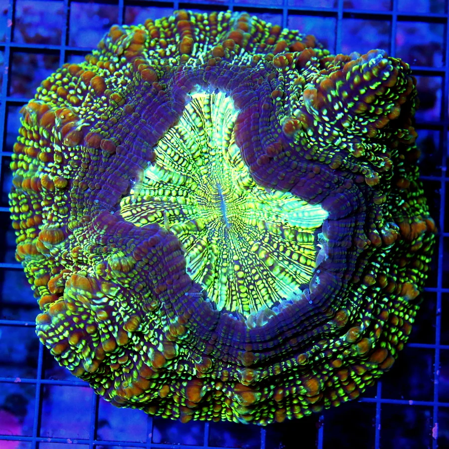 6x6 ACANTHOPHYLLIA CORAL - MULTICOLORED GREEN AND PURPLE ULTRA COLORED ACANTHOPHYLLIA