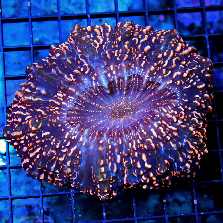 6x6 ACANTHOPHYLLIA CORAL - SUPER ULTRA SPECKLED ORANGE HANDPICKED BY SCOTT ACANTHOPHYLLIA