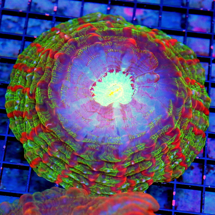5.5x5.5 INDOPHYLLIA CORAL - ULTRA COLORED ULTRA GRADE "MASTER" INDOPHYLLIA CORAL
