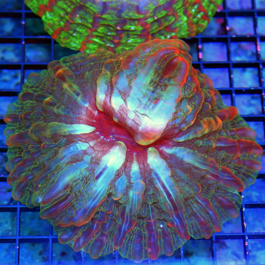 6x6 INDOPHYLLIA CORAL - ULTRA COLORED MULTICOLORED PINK GREEN ORANGE AND RED INDOPHYLLIA CORAL