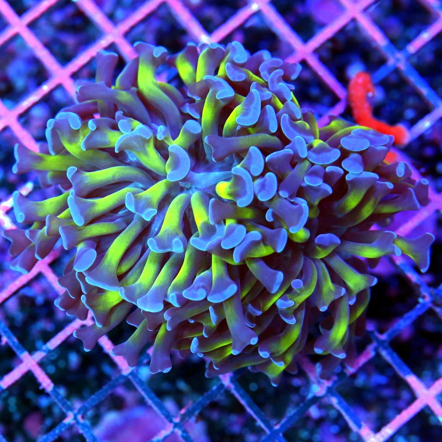 4.5x4 BRANCHING HAMMER CORAL - PURPLE TIPPED NEON GREEN AND GOLD HAMMER CORAL