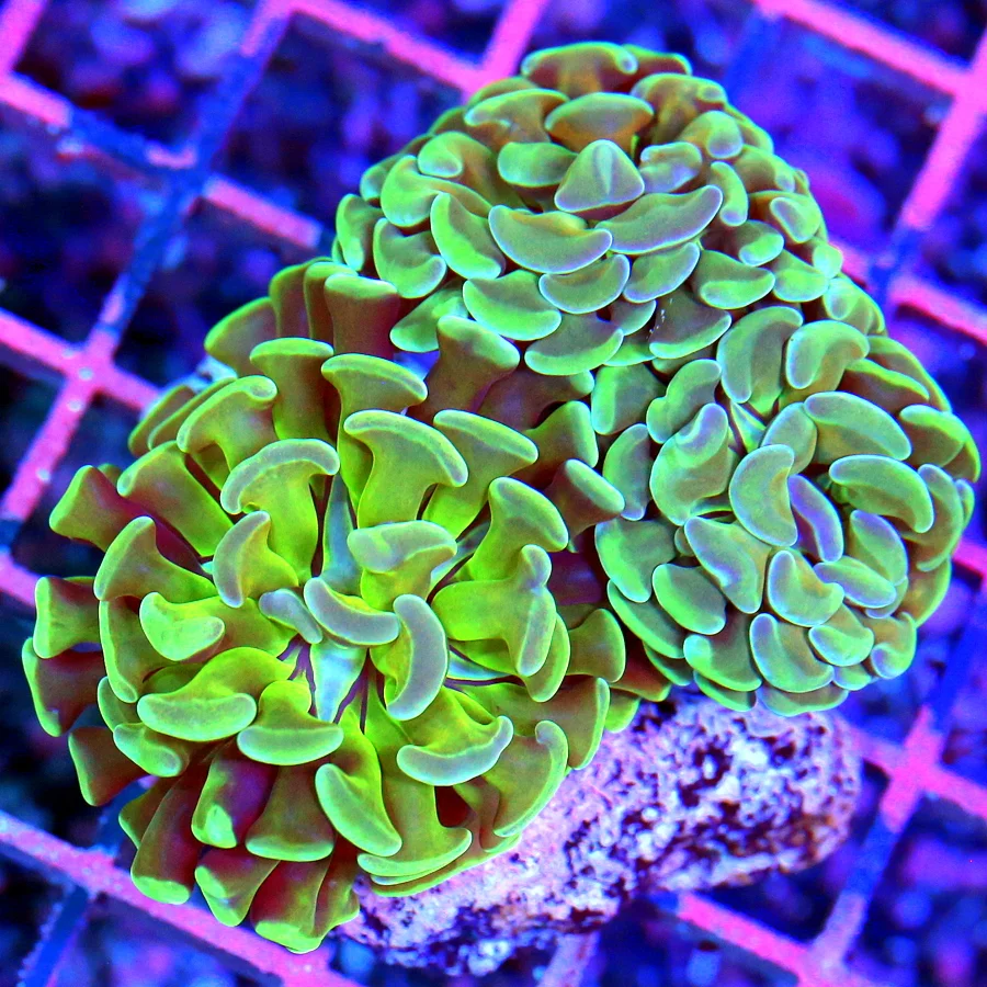 4x3 HAMMER CORAL - SUPER TOXIC GREEN BLUE TIPPED ULTRA COLORED HAMMER CORAL