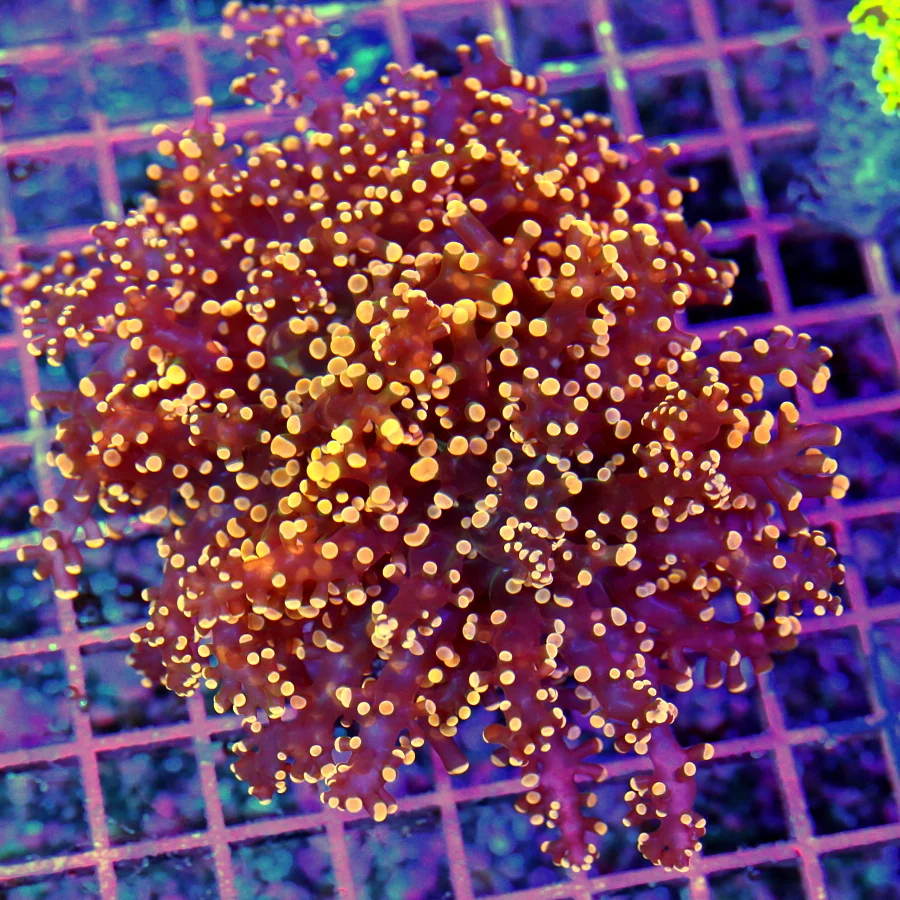 5x4.5 OCTOSPAWN CORAL - SUPER NEON ORANGE ULTRA COLORED OCTOSPAWN CORAL