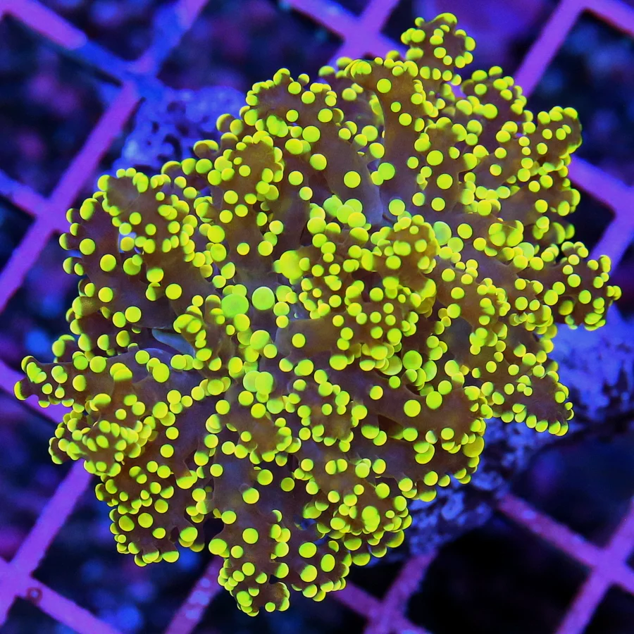 3x3 OCTOSPAWN CORAL - GLOW IN THE DARK NEON ORANGE/YELLOW OCTOSPAWN CORAL