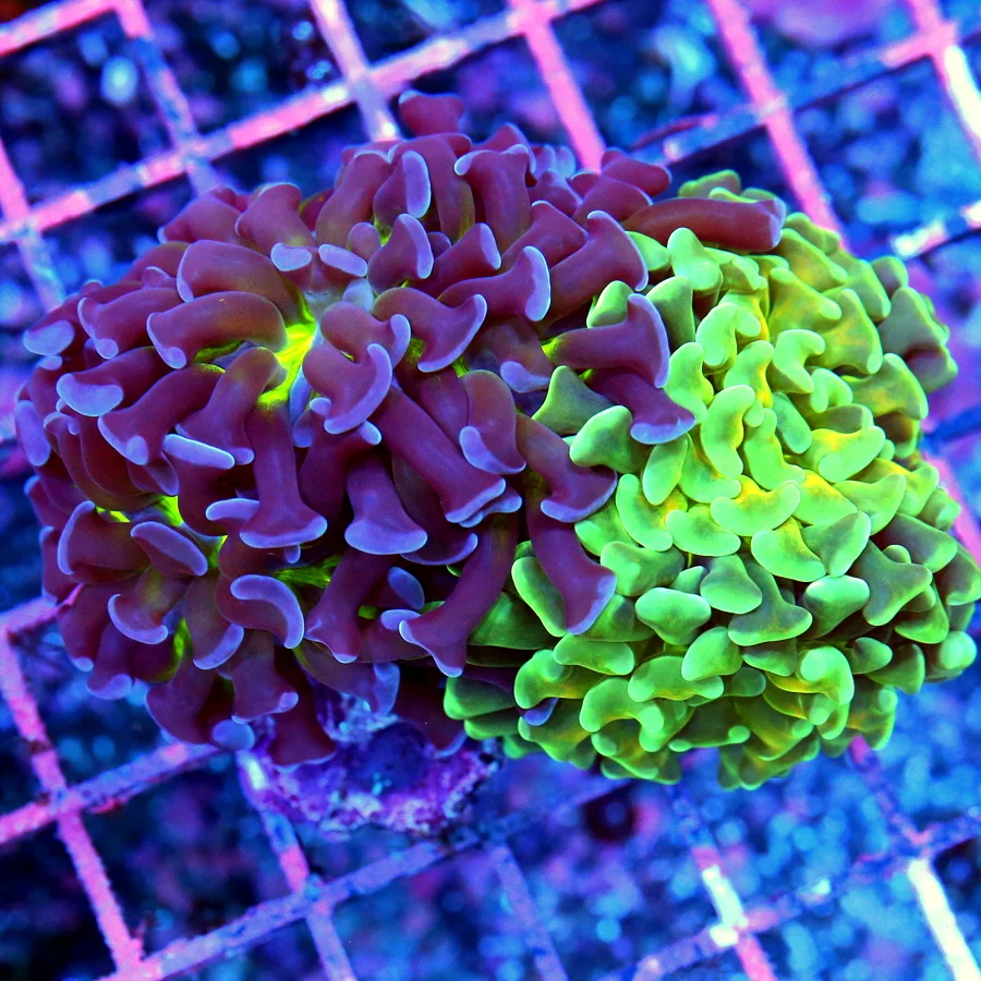 4x3 COMBO BRANCHING HAMMER CORAL - TWO IN ONE PURPLE AND GREEN COMBO BRANCHING HAMMER CORAL