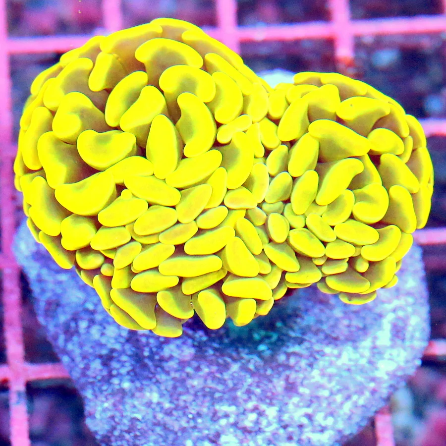 3x3 HAMMER CORAL - MULTIHEADED NEON NEON HIGHLIGHTER YELLOW HAMMER CORAL